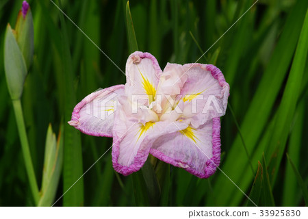 Iris Iris 33925830