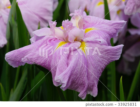 Iris Iris 33925831