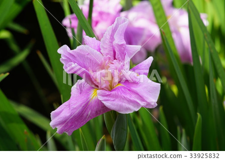 鳶尾花 鳶尾花 33925832