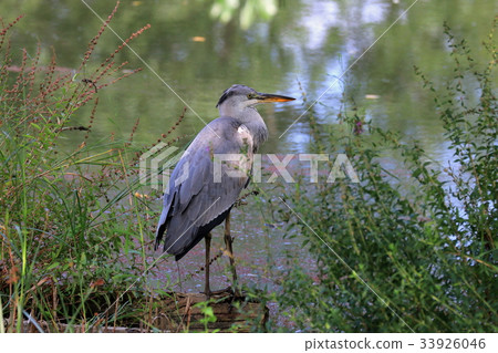Gray heron Gray heron 33926046