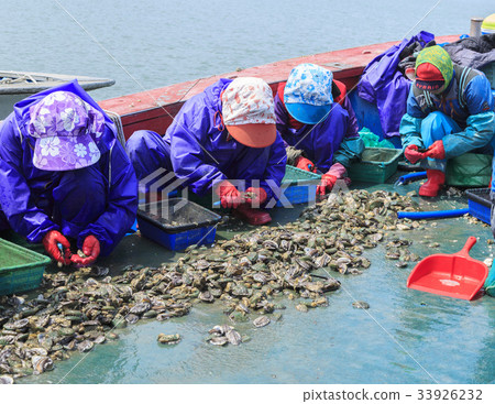Abalone, Wando County, Jeonnam Abalone, Wando County, Jeonnam 33926232