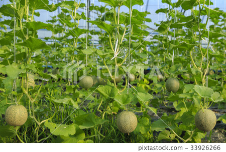 melon melon 33926266