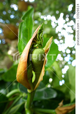 Jackfruit Tree and young Jackfruits 33926614