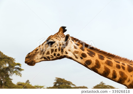 giraffe in africa 33926818