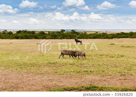 warthogs fighting in savannah at africa 33926820