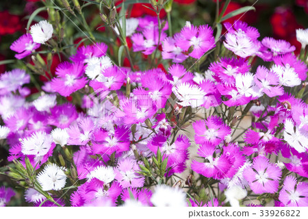 Yamato Nadeshiko Yamato Nadeshiko 33926822