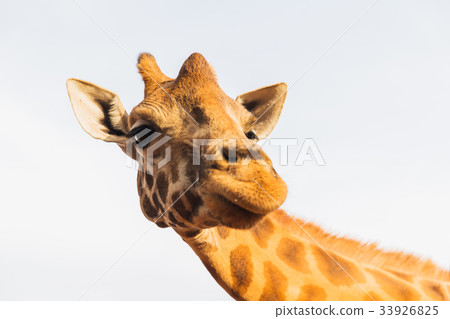 giraffe in africa 33926825