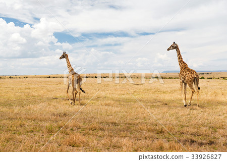 giraffes in savannah at africa 33926827