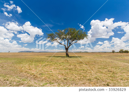 acacia tree in savannah at africa acacia tree in savannah at africa 33926829