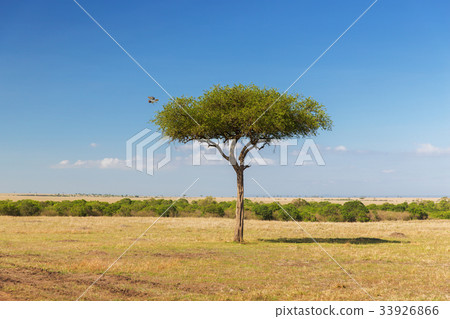 eagle flying away from tree in savannah at africa eagle flying away from tree in savannah at africa 33926866