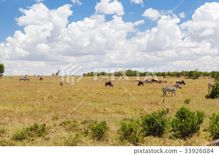 group of herbivore animals in savannah at africa group of herbivore animals in savannah at africa 33926884