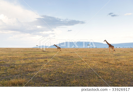 giraffes in savannah at africa giraffes in savannah at africa 33926917