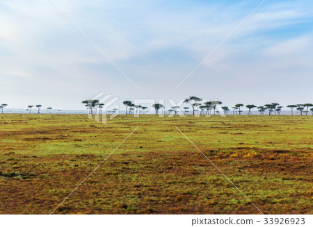 acacia trees in savannah at africa 33926923