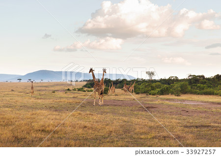 group of giraffes in savannah at africa 33927257