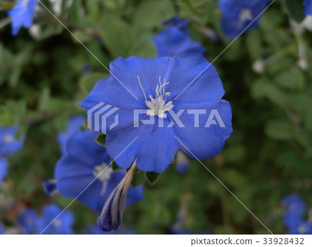 Summer flower American Blue Summer flower American Blue 33928432