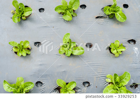 Hydroponic organic vegetable Hydroponic organic vegetable 33929253