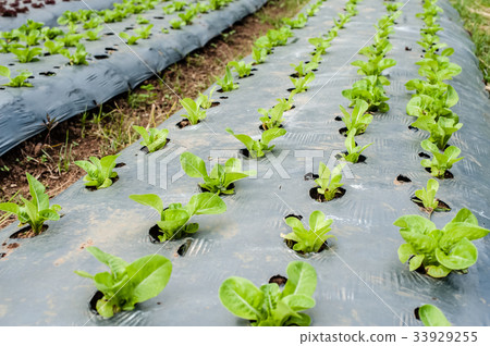 Hydroponic organic vegetable Hydroponic organic vegetable 33929255