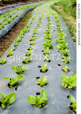 Hydroponic organic vegetable Hydroponic organic vegetable 33929259