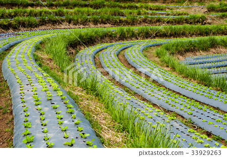 Hydroponic organic vegetable Hydroponic organic vegetable 33929263