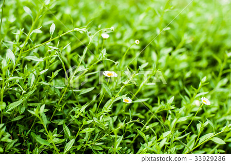 beautiful garden flowers floral 33929286