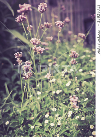 beautiful garden flowers floral 33929312