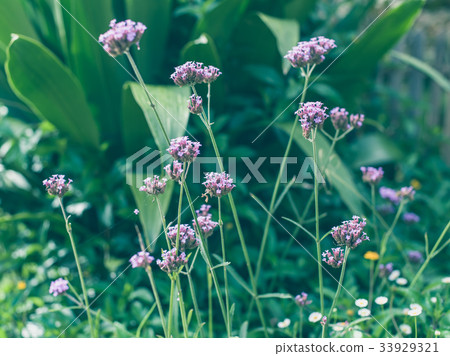 beautiful garden flowers floral beautiful garden flowers floral 33929321