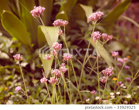 beautiful garden flowers floral 33929325