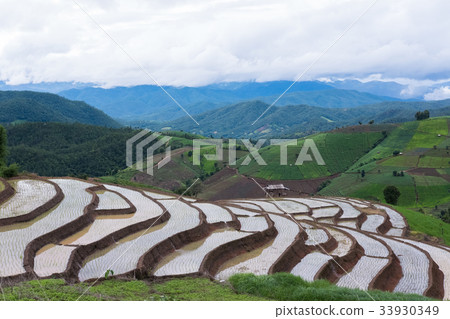 green rice field on terrace in mountain valley. beautiful nature landscape in rainy season. agriculture industry 33930349