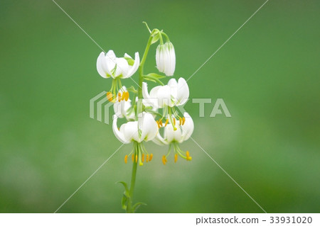 Beautiful Marta Gon Lily flower field 33931020