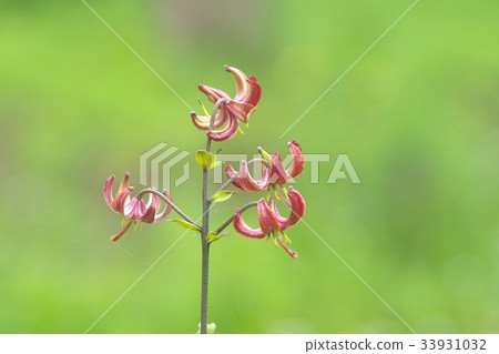 Beautiful Marta Gon Lily flower field 33931032