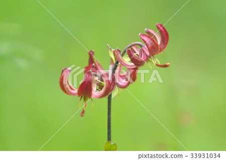 Beautiful Marta Gon Lily flower field 33931034