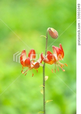 Beautiful Marta Gon Lily flower field 33931049