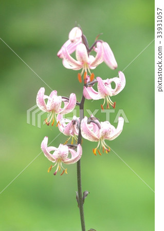 Beautiful Marta Gon Lily flower field 33931057