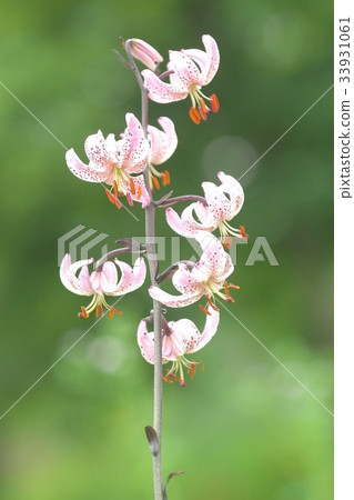 Beautiful Marta Gon Lily flower field 33931061