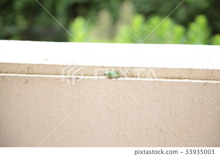 在遊廊的雨蛙 在遊廊的雨蛙 33935003