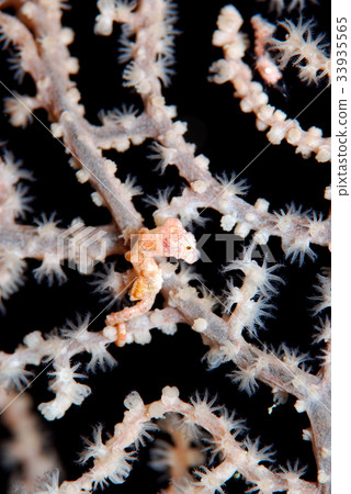 侏儒海水管 33935565