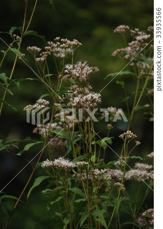 Fuji Tonohana（富士Bakama） 33935566