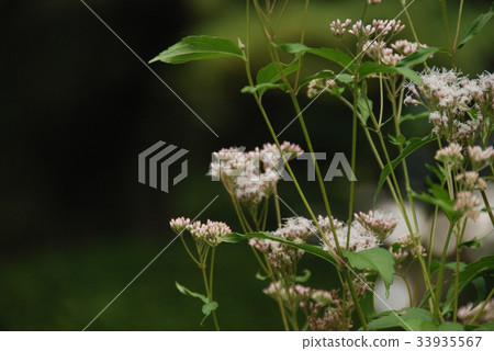 Fuji Tonohana(富士Bakama) Fuji Tonohana(富士Bakama) 33935567