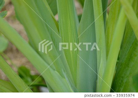 Stem of cassava Stem of cassava 33935974