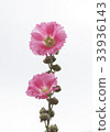 alcea hollyhock 33936143