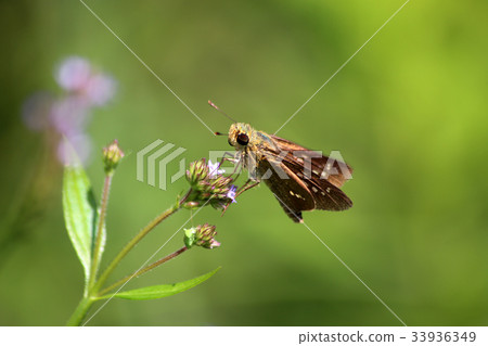 Honeycomb of ichimonjiseseri 33936349