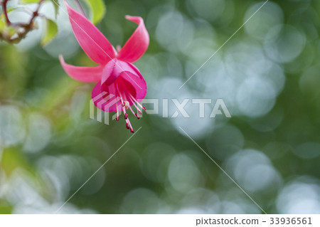 Hooksia Hooksia 33936561