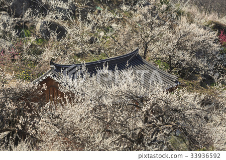 Plum, Plum Village, Gwangyang, Jeonnam 33936592