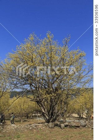 山東石油,山東,求禮郡,全南 山東石油,山東,求禮郡,全南 33936596