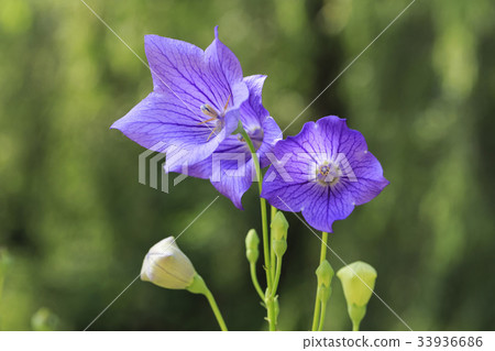 Bellflower Bellflower 33936686