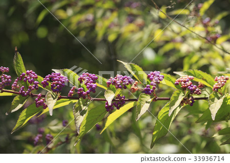 A little harpoon tree 33936714