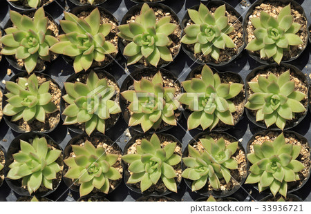 Succulent plant Succulent plant 33936721