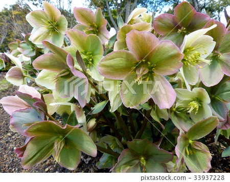 Christmas rose 33937228