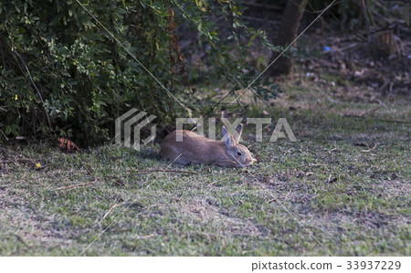 wild rabbit 33937229