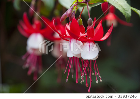 Red and white fuchsia 33937240